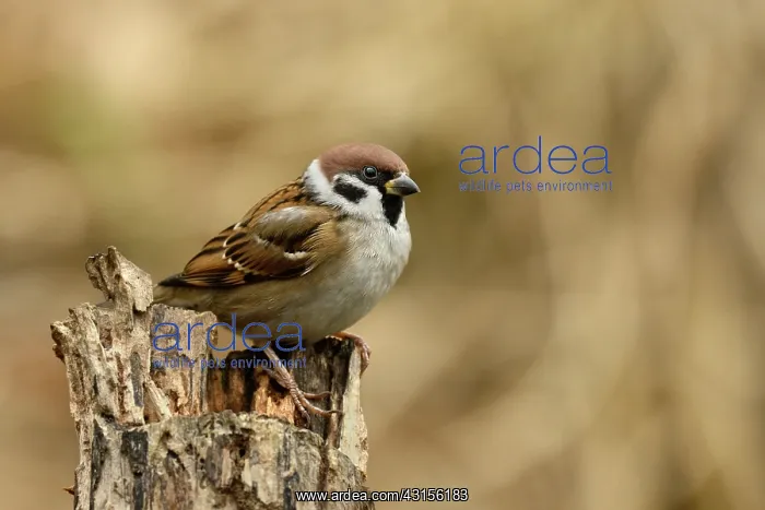 : Tree Sparrow : Tree Sparrow