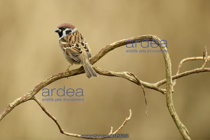 : Tree Sparrow : Tree Sparrow