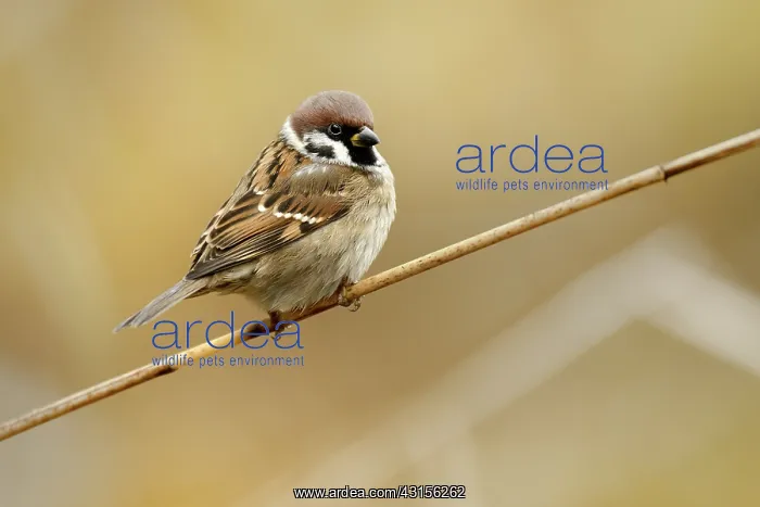 : Tree Sparrow : Tree Sparrow