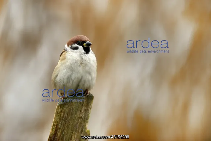 : Tree Sparrow : Tree Sparrow
