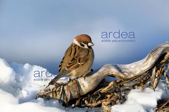 : Tree Sparrow : Tree Sparrow