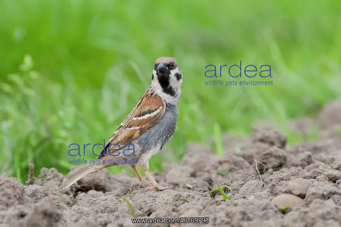 : Tree Sparrow : Tree Sparrow