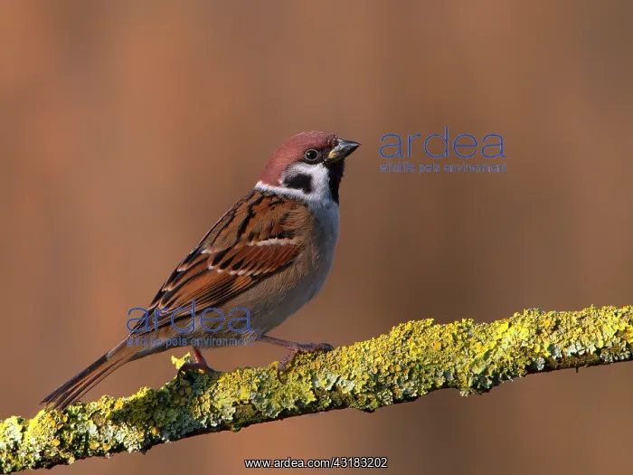: Tree Sparrow : Tree Sparrow