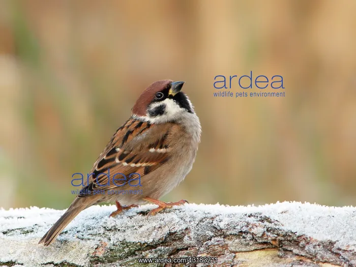 : Tree Sparrow : Tree Sparrow