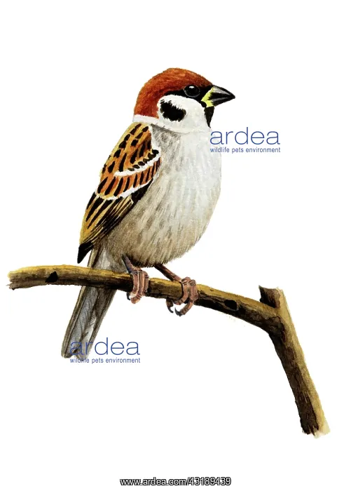 : Tree Sparrow : Tree Sparrow