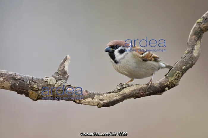 : Tree Sparrow : Tree Sparrow