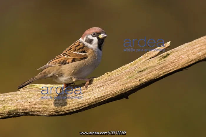 : Tree Sparrow : Tree Sparrow