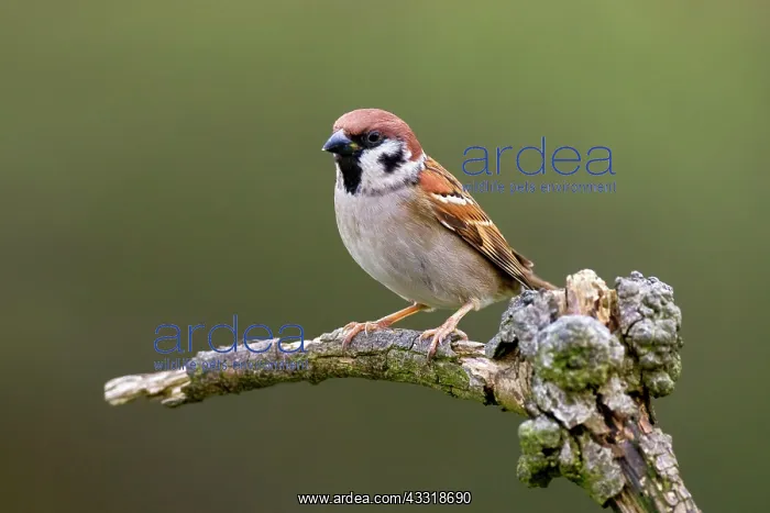 : Tree Sparrow : Tree Sparrow