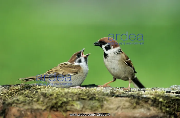 : Tree SPARROW - Adult feeding fledgling : Tree SPARROW - Adult feeding fledgling
