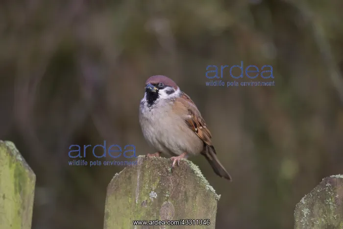 : Tree Sparrow - adult sparrow aperched on a fence : Tree Sparrow - adult sparrow aperched on a fence