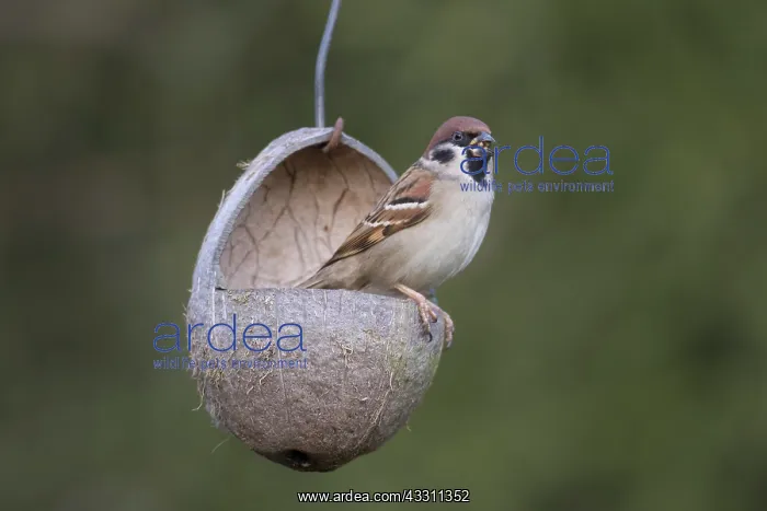 : Tree Sparrow - adult sparrow at a bird feeding station : Tree Sparrow - adult sparrow at a bird feeding station