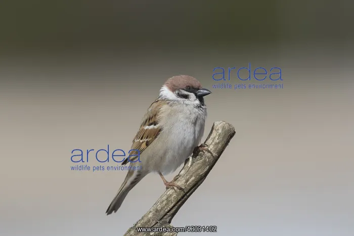 : Tree sparrow - adult sparrow perched on branch - Sweden : Tree sparrow - adult sparrow perched on branch - Sweden