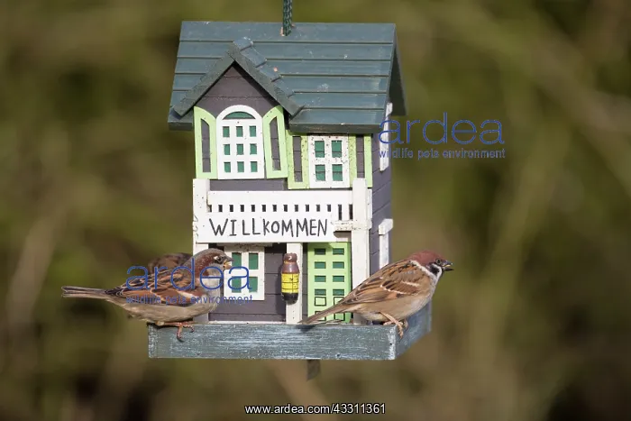 : Tree Sparrow - adult sparrows at a bird feeding : Tree Sparrow - adult sparrows at a bird feeding