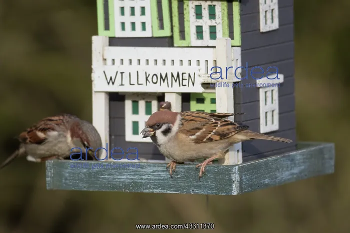: Tree Sparrow - adult sparrows at a bird feeding : Tree Sparrow - adult sparrows at a bird feeding