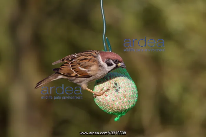 : Tree Sparrow - adults at feeding place in winter : Tree Sparrow - adults at feeding place in winter