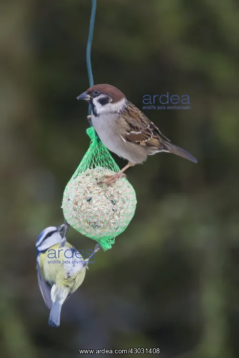 : Tree sparrow and Blue Tit - at bird feeder - Germany : Tree sparrow and Blue Tit - at bird feeder - Germany