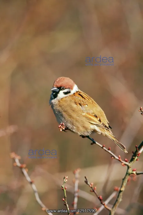 : TREE SPARROW - ON BRANCH : TREE SPARROW - ON BRANCH