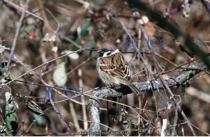 : TREE SPARROW - on branch : TREE SPARROW - on branch