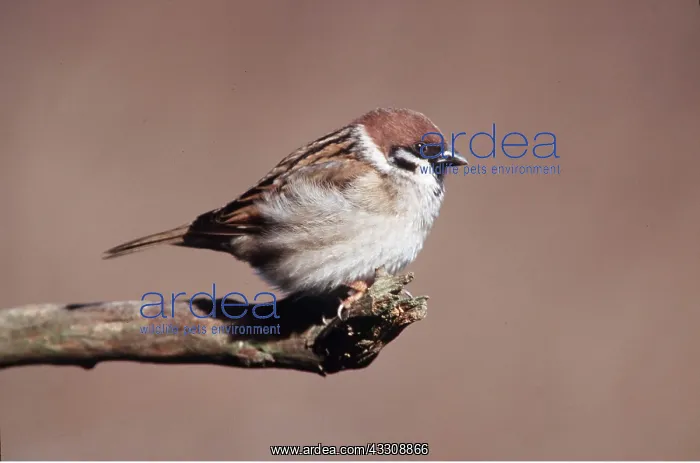  : TREE SPARROW - on branch