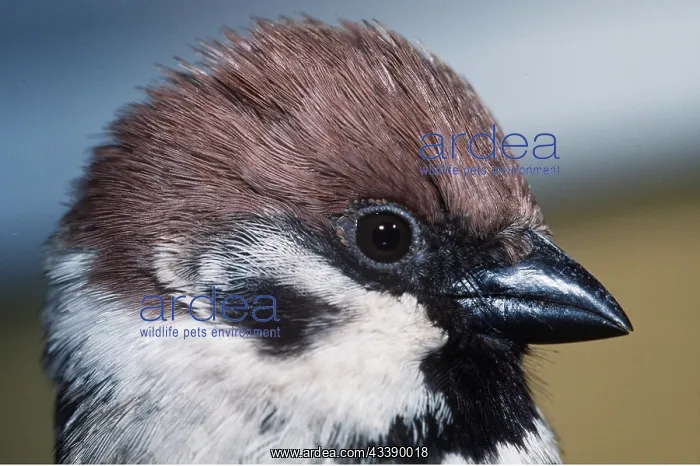: TREE SPARROW - close-up of head : TREE SPARROW - close-up of head
