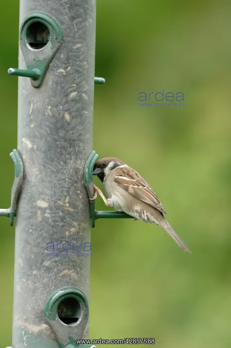 : Tree sparrow feeding from bird feeder : Tree sparrow feeding from bird feeder