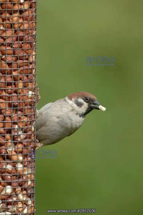 : Tree Sparrow feeding from bird feeder : Tree Sparrow feeding from bird feeder