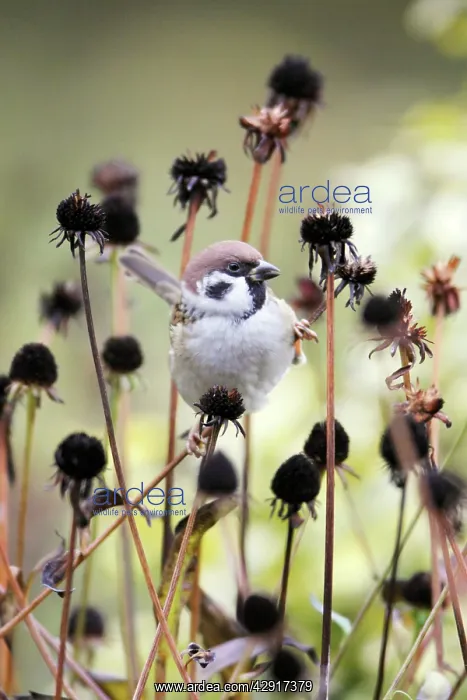 : Tree Sparrow - feeding on flower seedheads in autumn : Tree Sparrow - feeding on flower seedheads in autumn