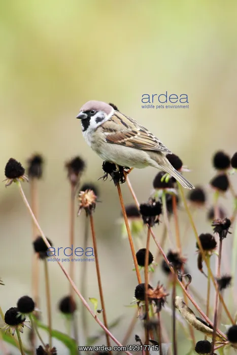 : Tree Sparrow - feeding on flower seedheads in autumn : Tree Sparrow - feeding on flower seedheads in autumn