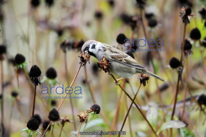 : Tree Sparrow - feeding on flower seedheads in autumn : Tree Sparrow - feeding on flower seedheads in autumn