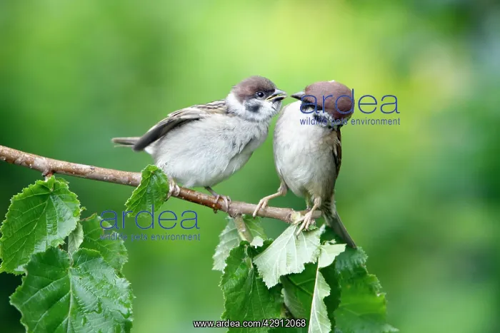 : Tree Sparrow - fledgeling being fed by adult : Tree Sparrow - fledgeling being fed by adult