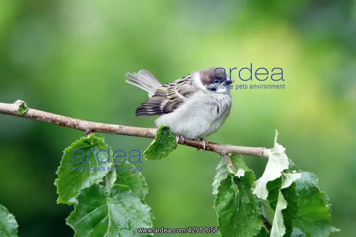 : Tree Sparrow - fledgeling perched on branch : Tree Sparrow - fledgeling perched on branch