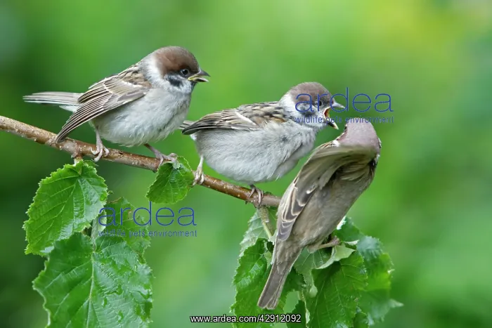 : Tree Sparrow - two fledgelings begging for food from adult : Tree Sparrow - two fledgelings begging for food from adult