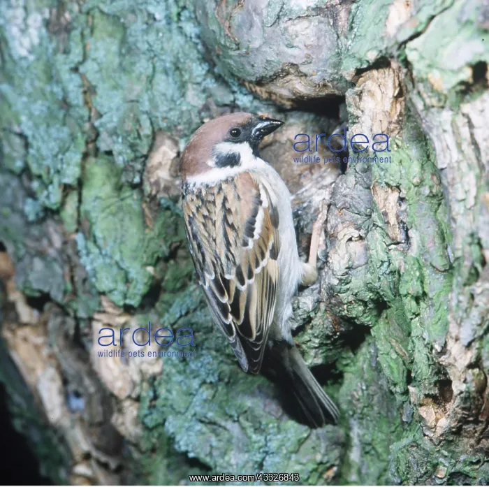  : TREE SPARROW - at hole in tree