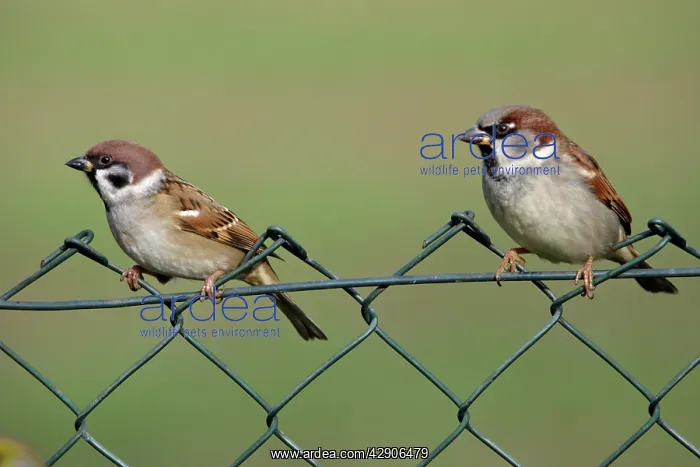: Tree Sparrow - and House Sparrow (Passer domestic) : Tree Sparrow - and House Sparrow (Passer domestic)
