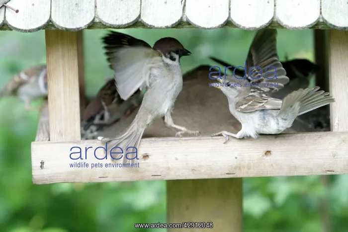 : Tree Sparrow and House Sparrow (Passer domesticus) : Tree Sparrow and House Sparrow (Passer domesticus)