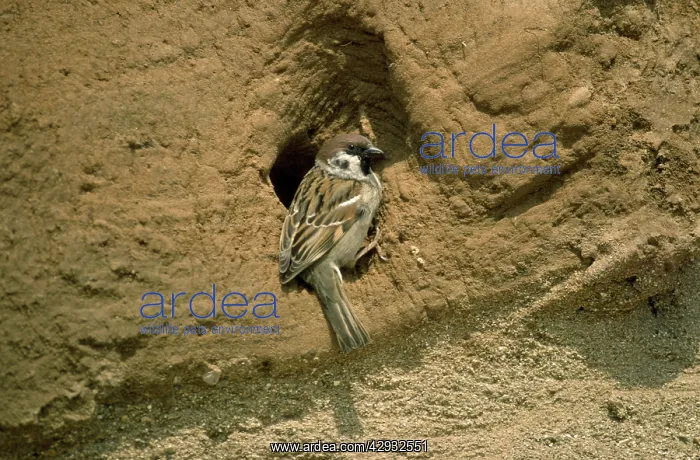 : Tree Sparrow - at nest : Tree Sparrow - at nest