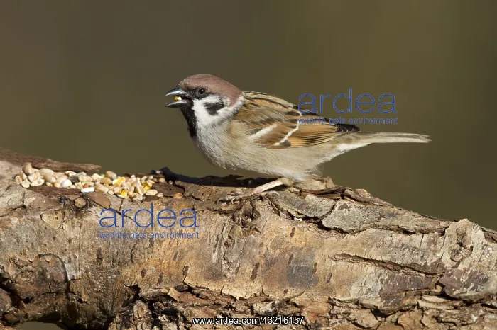 : Tree Sparrow (Passer montanus) foraging on tree : Tree Sparrow (Passer montanus) foraging on tree