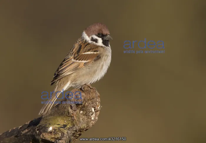 : Tree Sparrow (Passer montanus) perched on tree : Tree Sparrow (Passer montanus) perched on tree