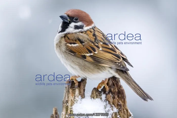: Tree Sparrow (Passer montanus) portrait, The Ne : Tree Sparrow (Passer montanus) portrait, The Ne
