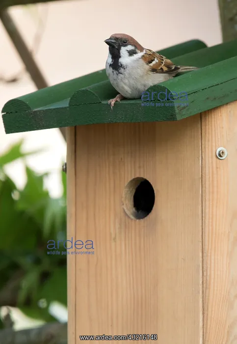 : Tree Sparrow (Passer montanus) sitting on nest : Tree Sparrow (Passer montanus) sitting on nest