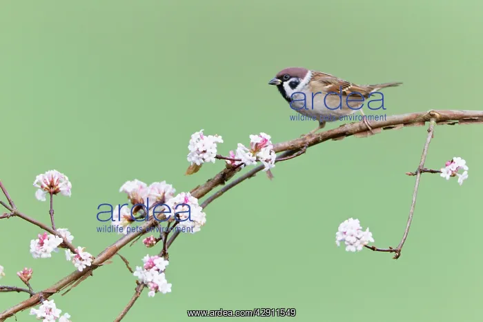 : Tree sparrow - perched on flowering Viburnum bush in garden : Tree sparrow - perched on flowering Viburnum bush in garden