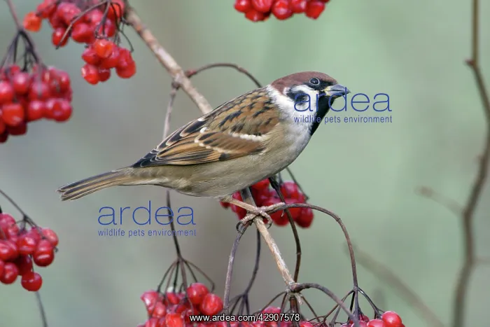 : Tree Sparrow - perched on Guelder Rose bush in : Tree Sparrow - perched on Guelder Rose bush in