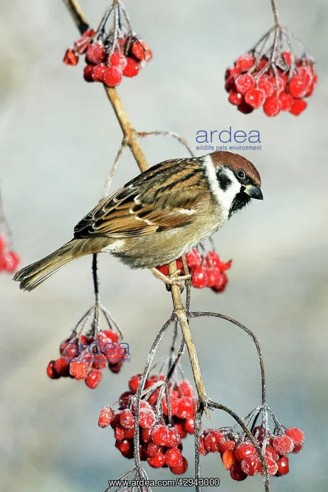 : Tree Sparrow - Perched on Guelder Rose bush in : Tree Sparrow - Perched on Guelder Rose bush in