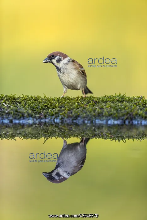 : Tree Sparrow - at Pond - Hungary : Tree Sparrow - at Pond - Hungary