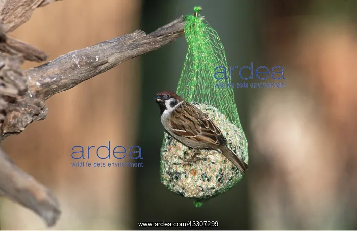 : TREE SPARROW - on seeds, nut & suet feeder : TREE SPARROW - on seeds, nut & suet feeder