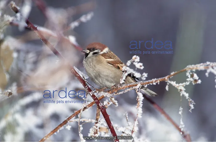 : TREE SPARROW - on snowy twig : TREE SPARROW - on snowy twig