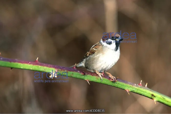 : TREE SPARROW - on thorny stem : TREE SPARROW - on thorny stem