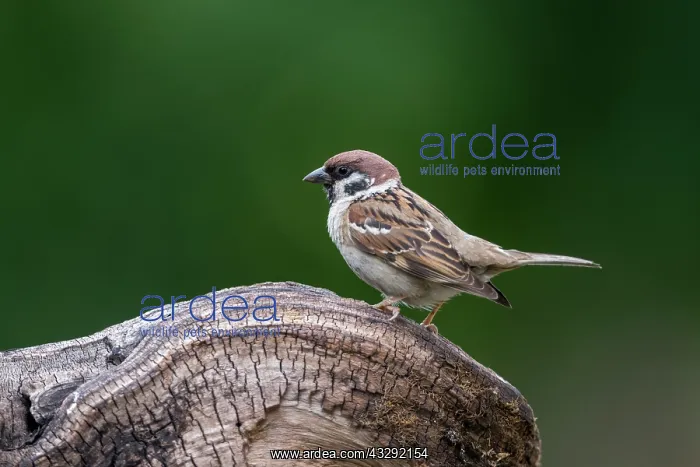  : Tree Sparrow - UK
