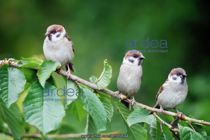 : Tree Sparrows - 3 young birds perched on cherry tree branch : Tree Sparrows - 3 young birds perched on cherry tree branch