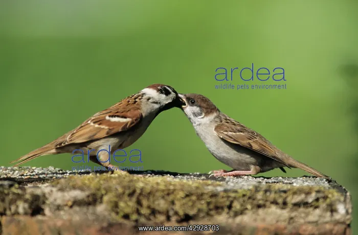 : Tree SPARROWS - Adult feeding fledgling : Tree SPARROWS - Adult feeding fledgling